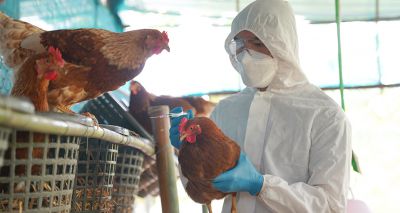 Man dies after first human case of H5N2 avian flu